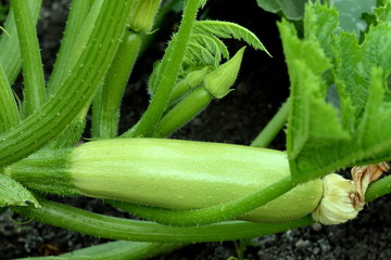 Courgettes growing in the vegetable garden. Zucchini bush. Planting summer vegetable marrow in vegetable gardening