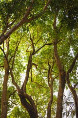 Lines of green trees,Thailand.