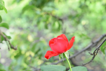 Red rose growing in the garden. Beautiful fresh rose on a background of green trees. Summer garden background