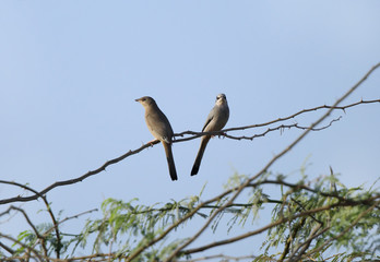 Grey Hypocolius perched on tree