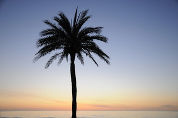 Palme in der Morgendämmerung