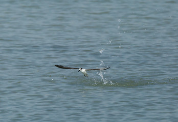 Terns are seabirds in the family Sternidae