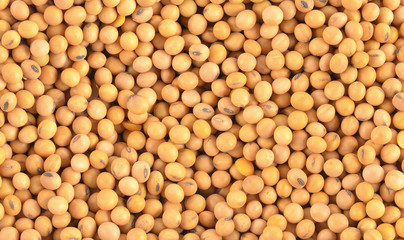 Soybean