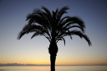 Palme in der Morgendämmerung