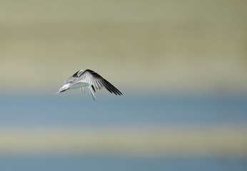 Fototapeta premium Little Tern hovering
