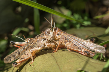 Locusts in the Krasnodar region, Russia