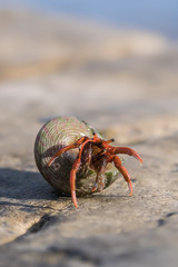Marine crustacean in the seashell on blurred background, Olginka