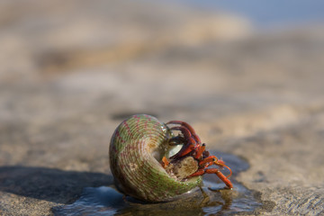 Marine crustacean on the shell close up, Olginka, Russia