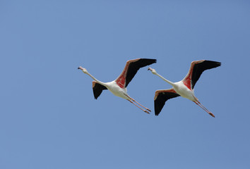 Obraz premium A pair of Greater Flamingos flying
