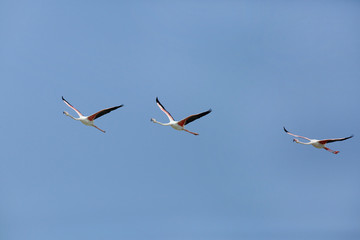 Greater  Flamingos in flight