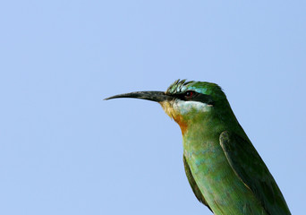 Blue-cheeked bee-eater 