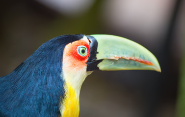 Colorful tucan