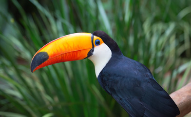 Colorful tucan