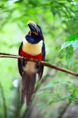 Colorful tucan