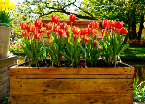 tulips in a box