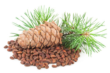 Fototapeta premium Cedar cone with branch