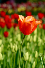 red tulip