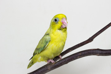 Pastel Green Forpus Bird Chick