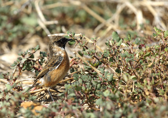 The European stonechat  in the grass