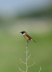 Obraz premium European stonechat perched on twig