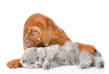 Bordeaux puppy embracing sleeping cat. isolated on white background