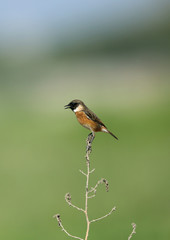 The European stonechat  perched on twig