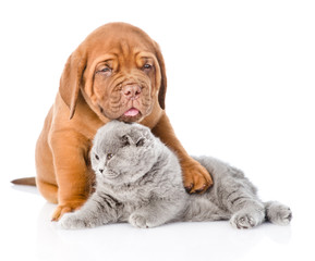 Bordeaux puppy embracing sleeping cat. isolated on white background