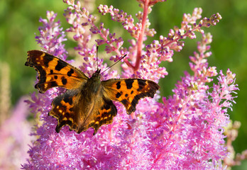 Obraz premium Коричневая бабочка на розовом цветке.