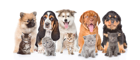 group of purebred puppies and kittens. isolated on white 