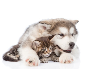 alaskan malamute puppy hugging maine coon kitten. isolated on white