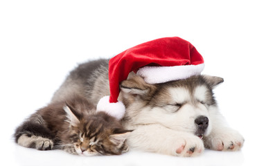 alaskan malamute puppy and maine coon kitten with red santa hat. isolated on white