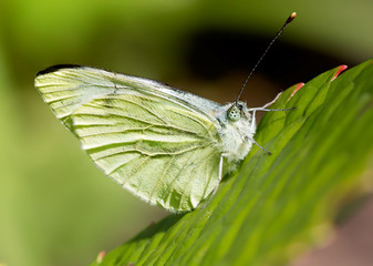 Белая бабочка
