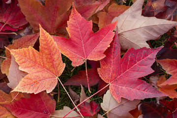Naklejka na ściany i meble Autumn Fall Leaves