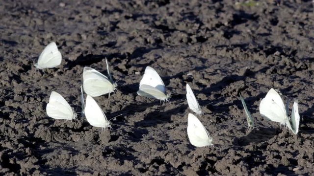 butterfly Pieris brassicae/many white butterflies sitting on a dried swamp lake