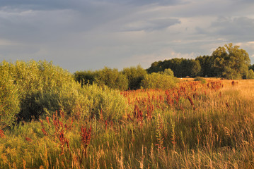 Obraz premium Green meadow under blue sky with clouds and forest in distance. Beautiful landscape image.
