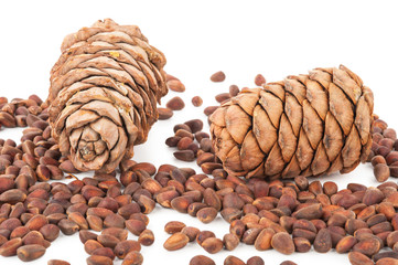 Cedar cones
