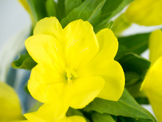 Obraz premium Evening primrose