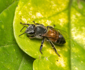  honey bee on green leaf
