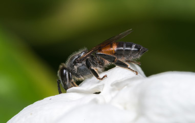 Honey bee and white flower.

