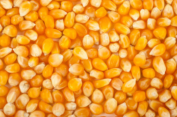 Corn grain