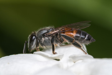 Honey bee and white flower.

