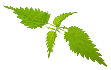 Nettle isolated on a white background