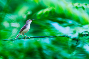 A Plain Prinia (Prinia inornata) perches on some barbed wire. A fast moving green bokeh background gives a feeling of the bird being frozen in time.