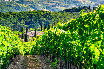 Fototapeta na wymiar Chianti vineyard