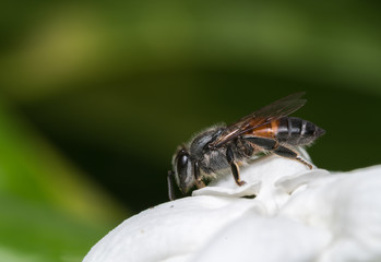 Honey bee and white flower.
