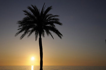 Fototapeta na wymiar Palme bei Sonnenaufgang