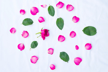 Assorted roses heads.