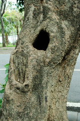 Tree hollow. Hole in Trunk of Tree © kamui29