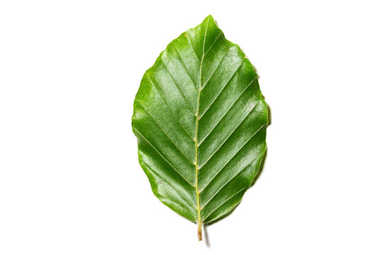 Leaf of a Fagus sylvatica on white background.  Close up of lower part of a leaf of a Fagus sylvatica, the tree is part of the family fagaceae   