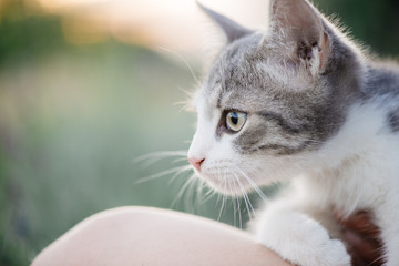 Cute cat in hand. Young woman holding adorable cat.